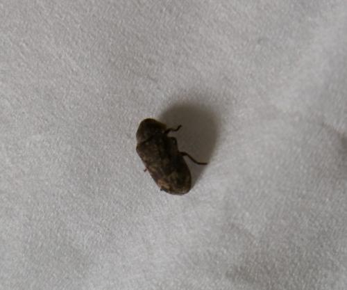 Xestobium rufovillosum