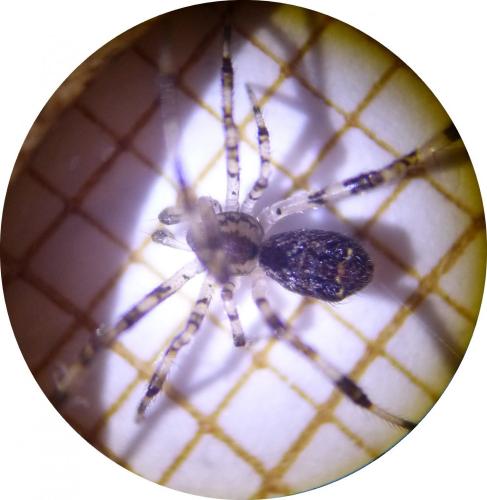 Réf. 181 692 : Episinus maculipes