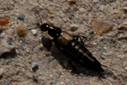 Philonthus sp.