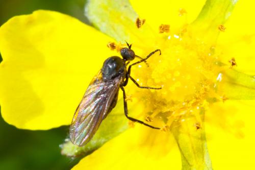 Réf. 181 024 : Empis sp.