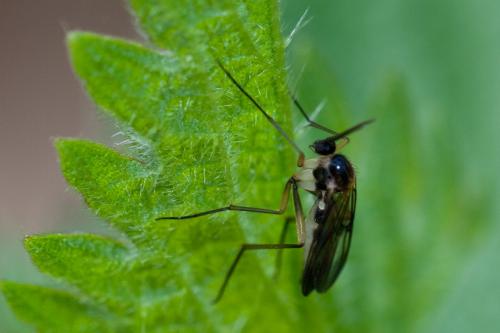 Réf. 181 178 : Grzegorzekia collaris