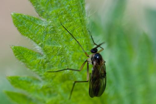 Grzegorzekia collaris
