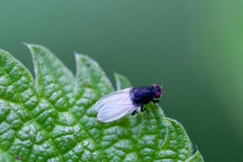 Minettia longipennis