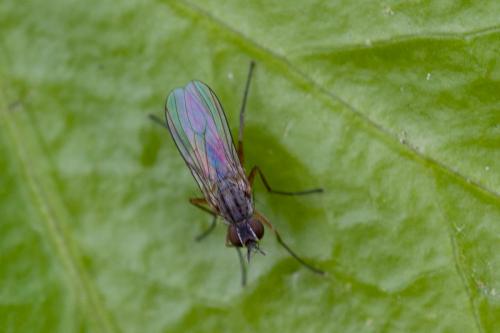 Réf. 181 454 : Coenosiinae inconnu