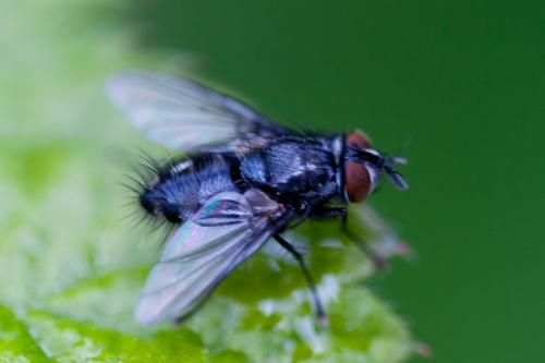 Eumea sp.