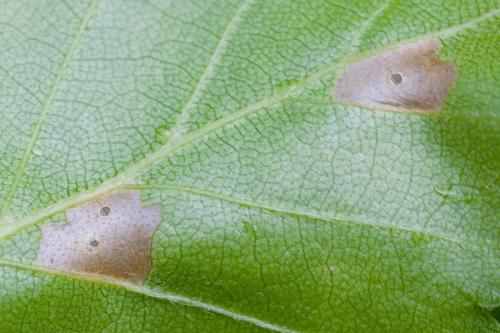 Coleophora serratella