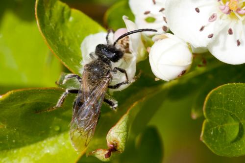 Andrena sp.