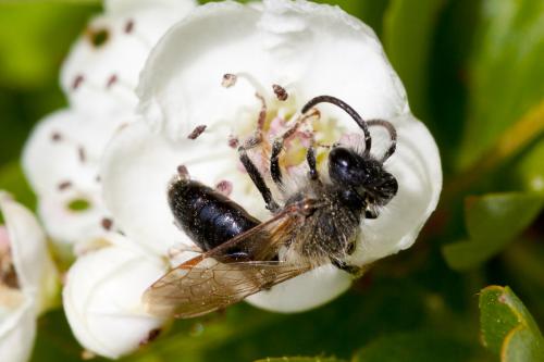 Andrena sp.