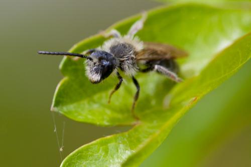 Andrena sp.