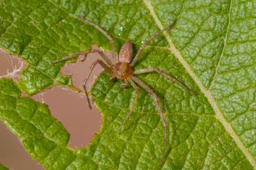 Philodromus sp.