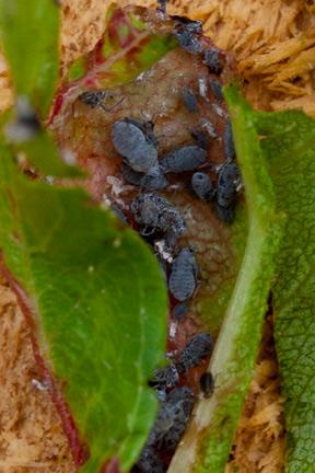 Réf. 181 616 : Dysaphis crataegi