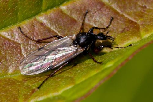 Bibio reticulatus