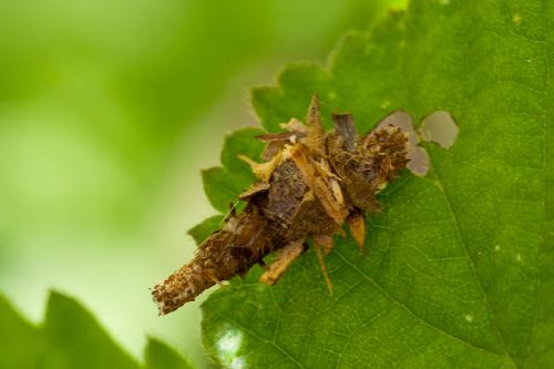 Réf. 181 771 : Sterrhopterix fusca