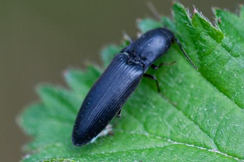 Réf. 181 876 : Ectinus aterrimus