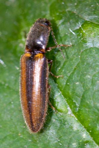 Réf. 181 877 : Athous vittatus