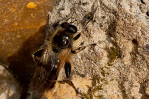 Brachypalpus laphriformis