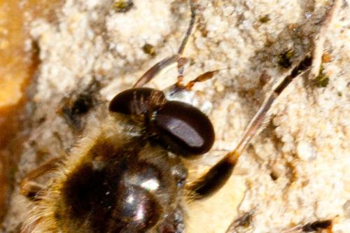 Brachypalpus laphriformis