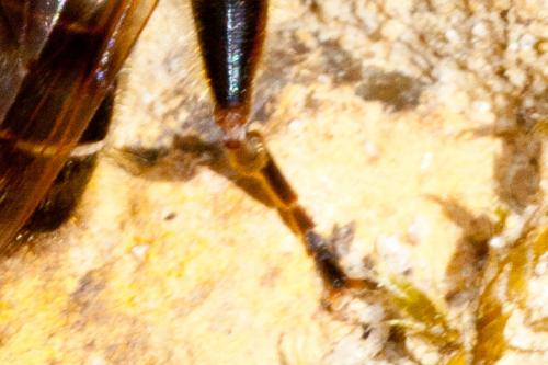 Brachypalpus laphriformis