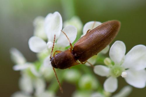 Dalopius marginatus