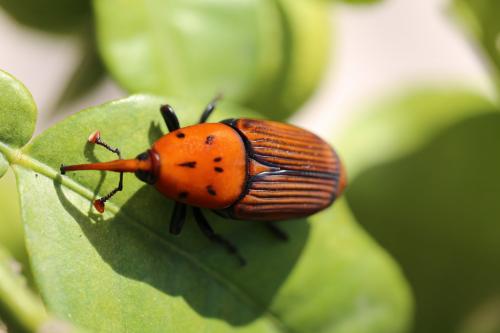 Rhynchophorus ferrugineus