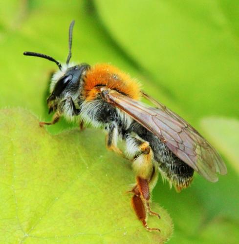 Andrena haemorrhoa