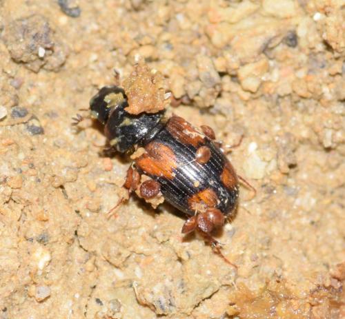 Eudolus quadriguttatus
