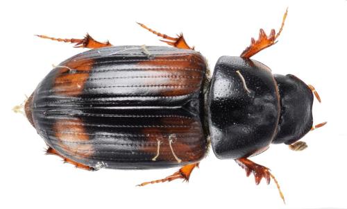 Eudolus quadriguttatus