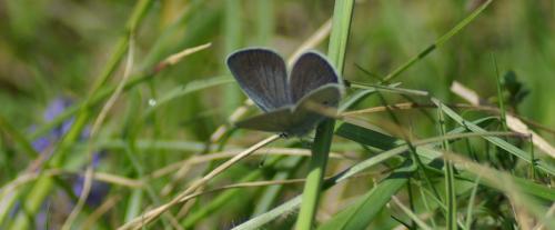Cupido minimus