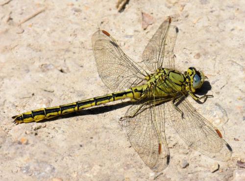 Réf. 181 788 : Gomphus pulchellus