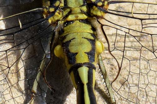Réf. 181 881 : Gomphus pulchellus