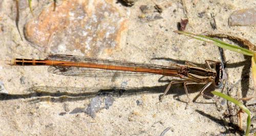 Réf. 181 790 : Platycnemis acutipennis