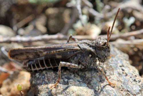 Réf. 181 062 : Acrotylus fischeri
