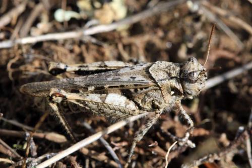 Réf. 181 061 : Acrotylus fischeri