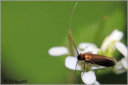 Réf. 181 466 : Cauchas rufimitrella
