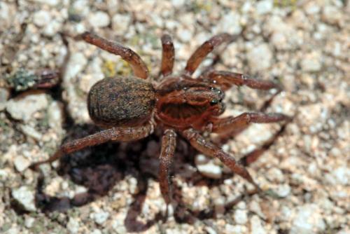Trochosa sp.