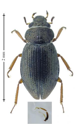 Ochthebius minimus