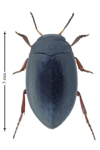 Hydroporus nigrita