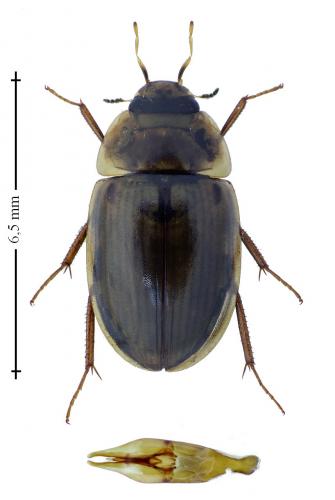 Réf. 181 063 : Enochrus testaceus