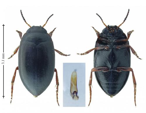 Réf. 181 192 : Hydroporus nigrita