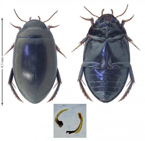 Ilybius chalconatus