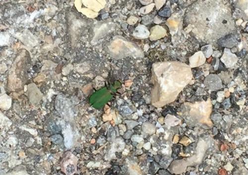 Cicindela campestris