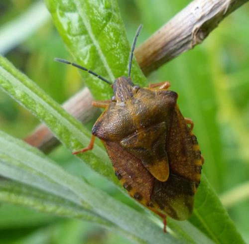 Carpocoris purpureipennis