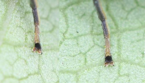 Cheilosia ranunculi