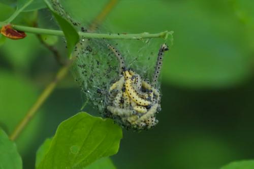 Yponomeuta sp.