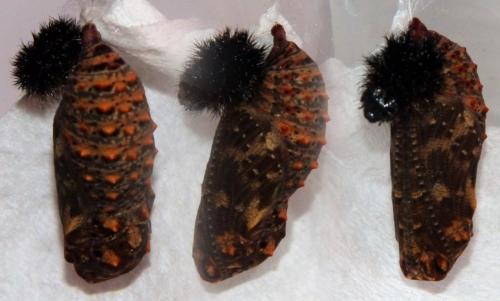 Réf. 181 565 : Melitaea phoebe