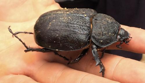 Megasoma sp.
