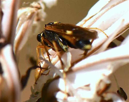 Tenthredopsis sp.