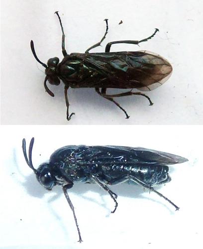 Arge nigripes