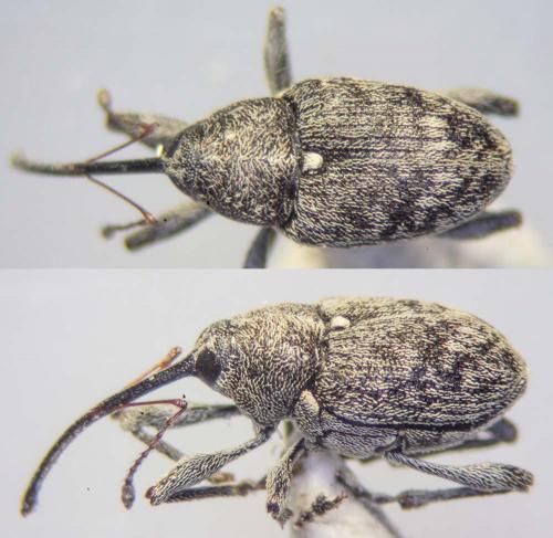 Curculio villosus