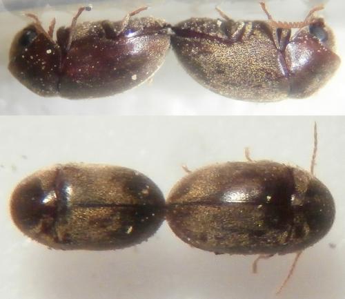 Réf. 181 582 : Mesocoelopus collaris